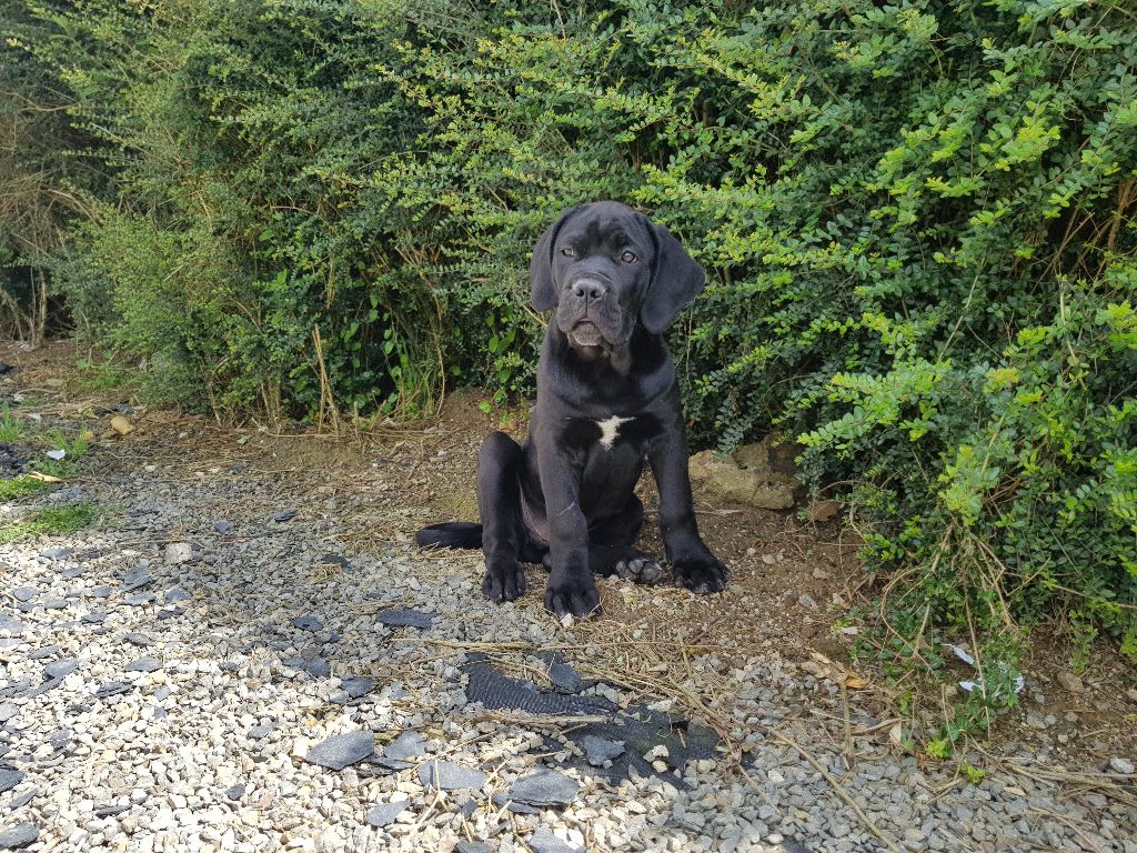 Praetorian Breizh - Cane Corso - Portée née le 12/03/2017